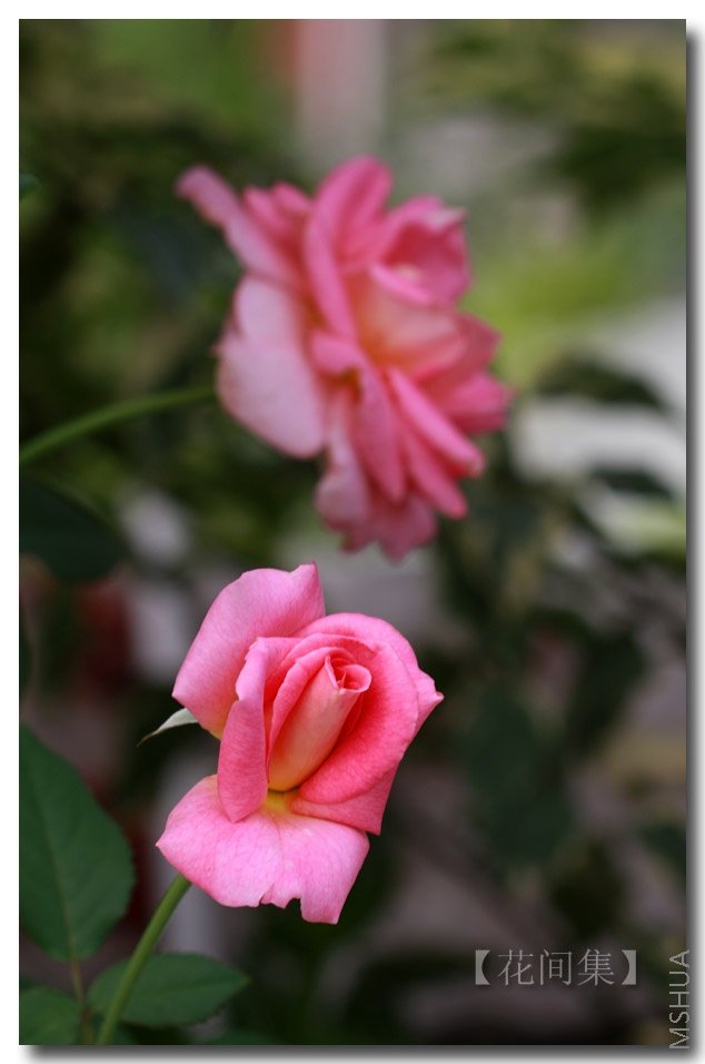 IMG_6528 ����.jpg