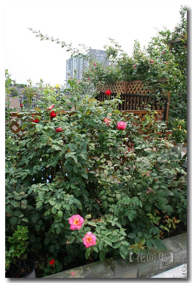 IMG_3482 ����.jpg