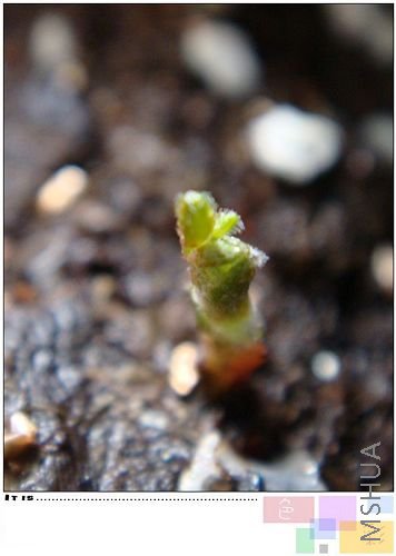 �����ûŪ��ѿ���Ǹ�Hirta��Ū��ѿ���ǿ�ֻð����һ��㣬û��