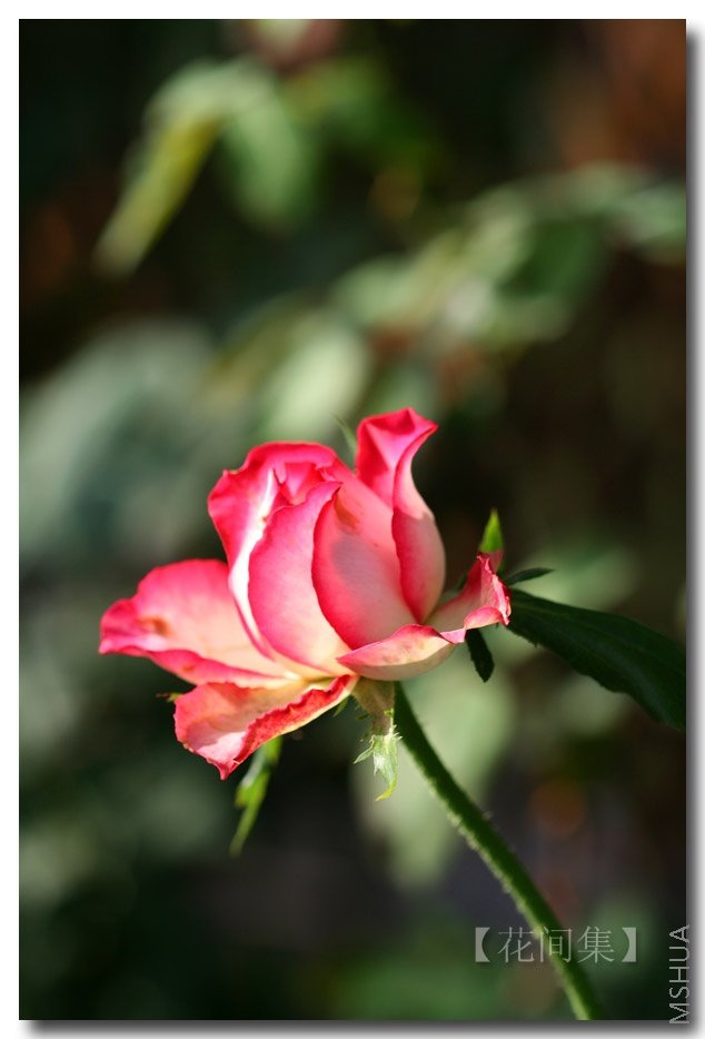 IMG_4131 ����.jpg