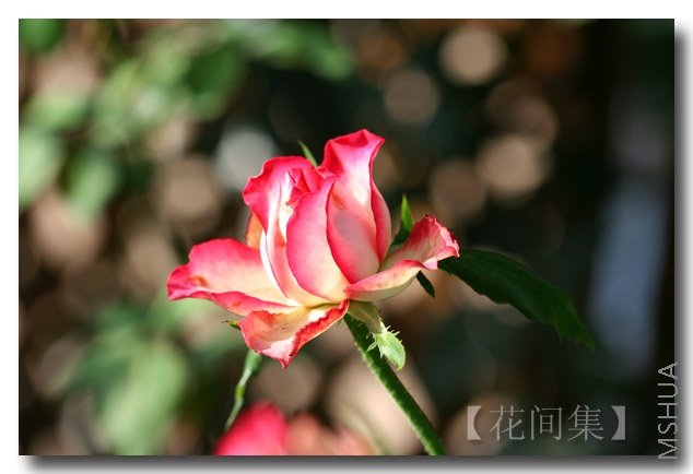 IMG_4133 ����.jpg