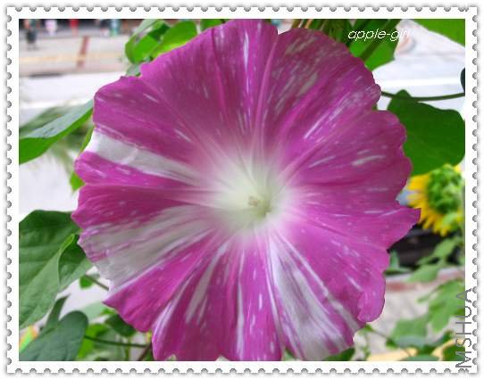 ��Ƭ20080817 074.jpg