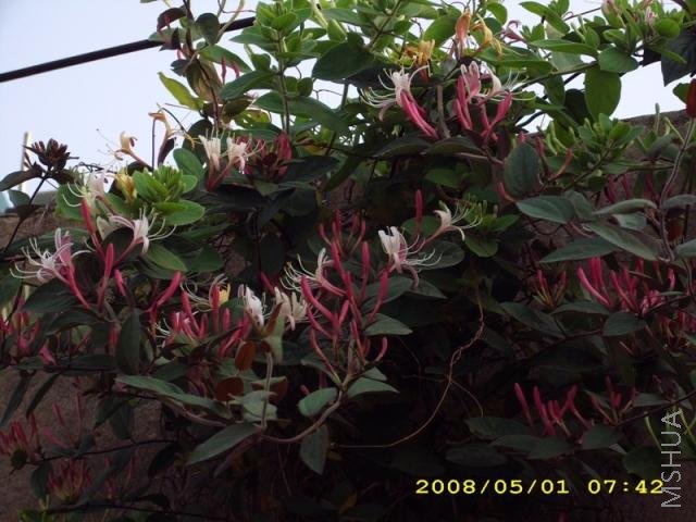 IMG_0016.JPG