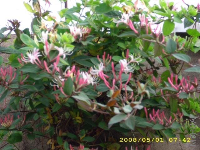 IMG_0015.JPG