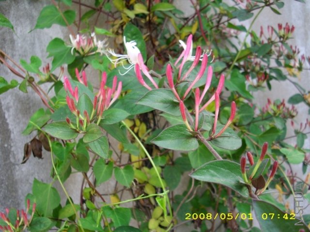 IMG_0014.JPG