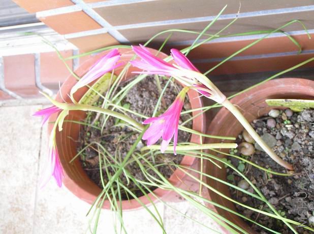 Rhodophiala Deep Pink x Magenta 4.JPG