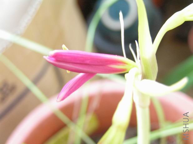 Rhodophiala Deep Pink x Magenta1.JPG