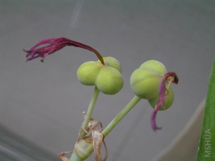 Rhodophiala Deep Pink x Magenta 2.JPG