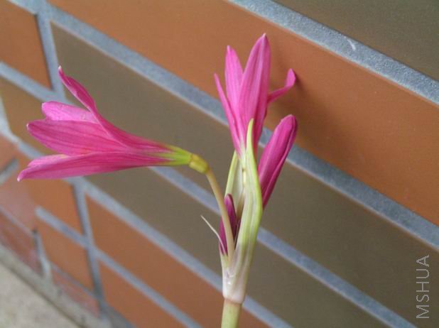 Rhodophiala Deep Pink x Magenta 2.JPG