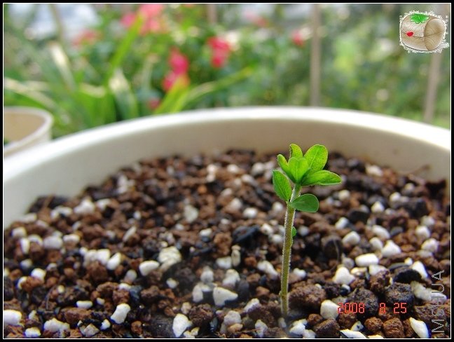 Oxalis hirta ���������ݣ���3Ŀǰ��1