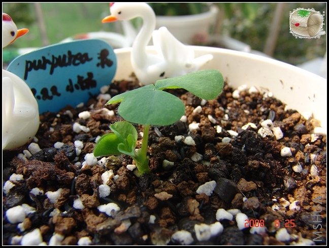 Oxalis Purpurea ܽ�ط�Ҷ