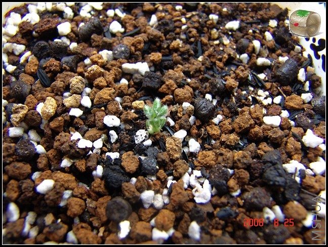 Oxalis melanosticta 'Ken Aslet'ëëҶ��Ҳ��չ����