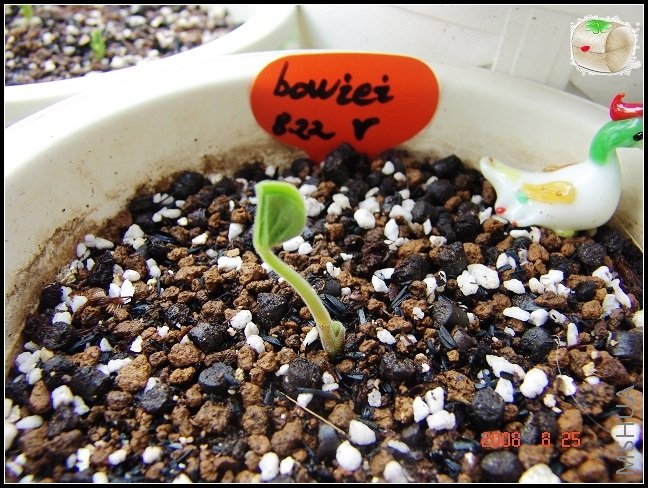 Oxalis bowiei   ���Ҵ��������������~~