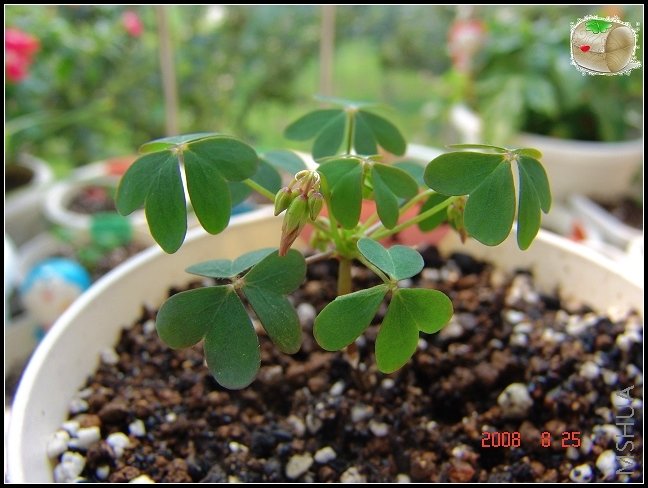 oxalis stenorrhyncha ����̫�����������۽����ģ��Ҹ��Ҹ���ϲ�����Ʒ��~~