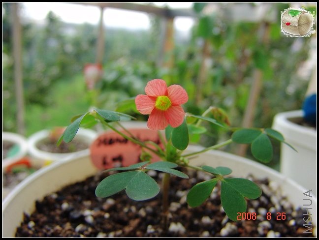 oxalis stenorrhyncha �ҼҸ߸�Ҳ����~~