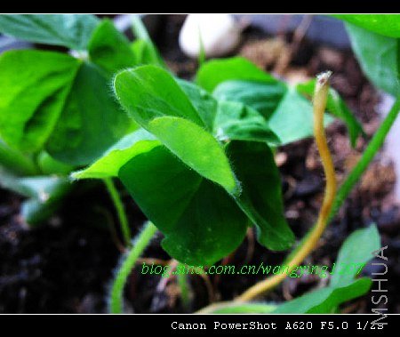 �����˫��ҶƬ