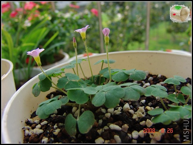 Oxalis first love  8��26��