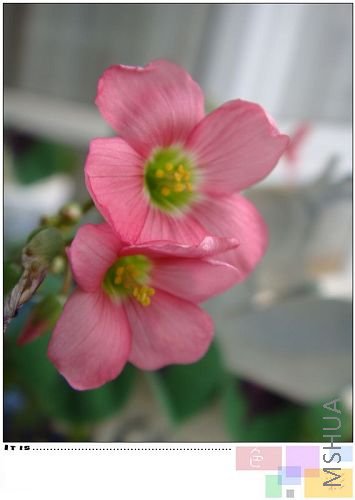 ż��С�����񻨱�Ҷ�Ӷ࣬�᲻������С������Ϊ��������Ҫ����Ӫ��������ͣ�ؼ����룬���Ǻܶ�