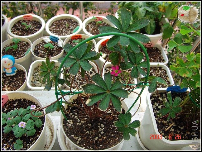 oxalis lasiandra��ë������Ҷ�ӱ����Ǹ�...