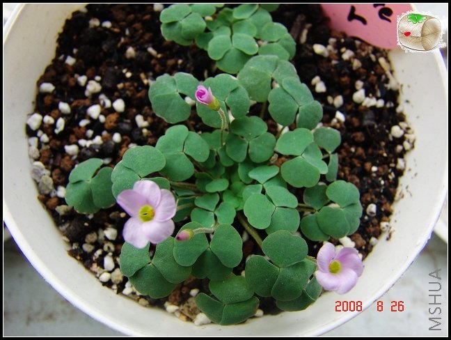 Oxalis first love   8��26��