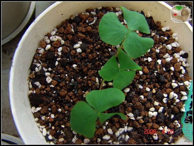 purpurea ��֪����ʲô���ӿ���...