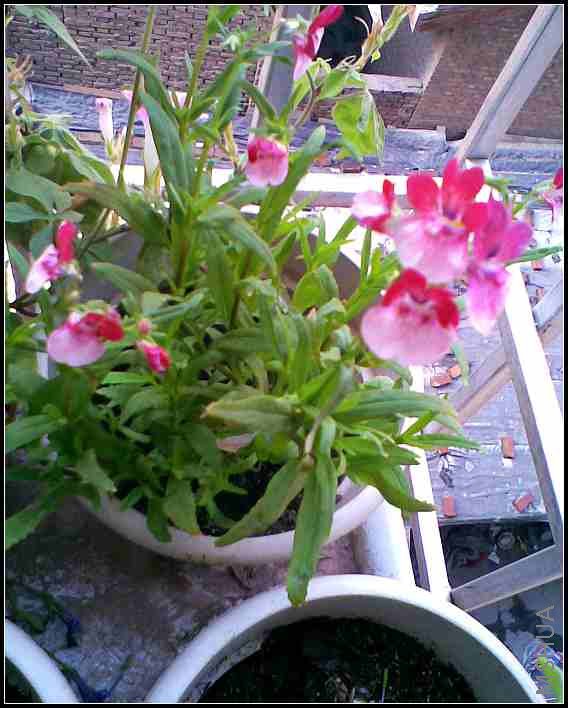 ����Խ��Խ��