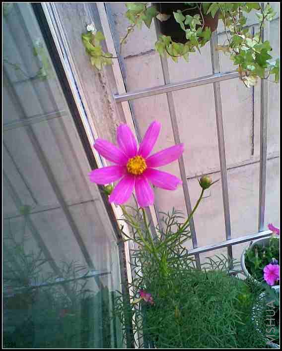 ��˹�տ��˺ô�һ�䣬�м����ɫ���Ѿ�л��