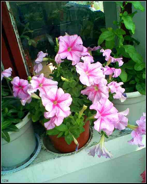 �ڶ�����