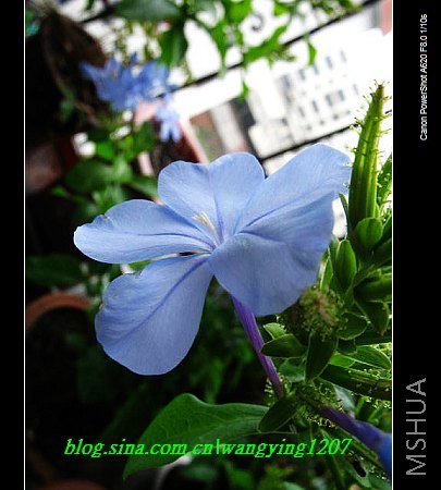 Ҳ��һ��ƻ�����