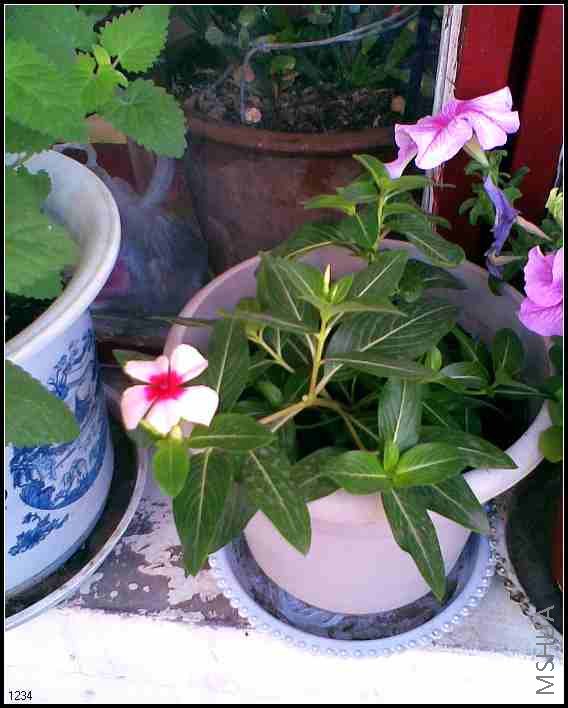 ��ɫ����