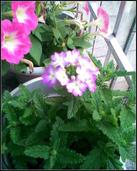 ��Ůӣ��̤������͵�����