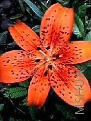 Lilium (Tigrinum Type) Red.jpg