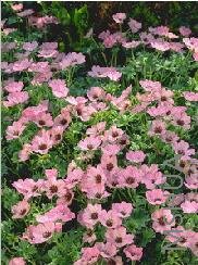 Geranium cinereum 'Ballerina'.jpg