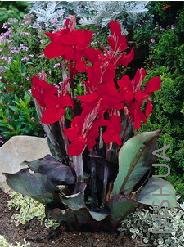 Canna 'Black Knight'.jpg