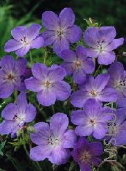 Geranium 'Johnson's Blue'.jpg