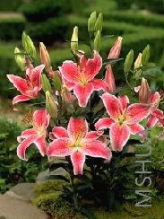 Lilium (Oriental Type) 'Star Gazer'.jpg