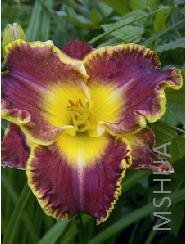 Hemerocallis 'Thundering Ovation'.jpg