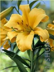 Lilium (Trumpet Type) 'African Queen'.jpg