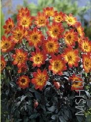 Dahlia Happy Single 'Flame'.jpg
