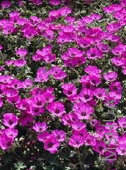 Geranium cinereum 'Carol'.jpg