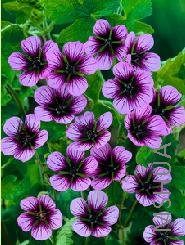 Geranium 'Salom��'.jpg