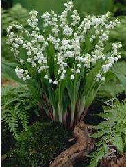 Convallaria majalis.jpg