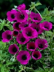 Geranium psilostemon.jpg
