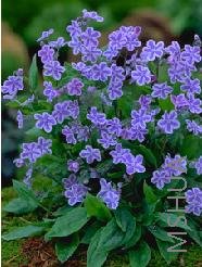 Omphalodes cappadocica 'Starry Eyes'.jpg
