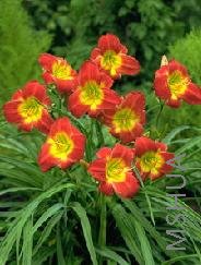 Hemerocallis 'Christmas Is'.jpg