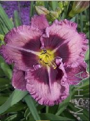 Hemerocallis 'Macbeth'.jpg