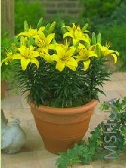 Lilium (Asiatic Type) 'Butter Pixie'.jpg