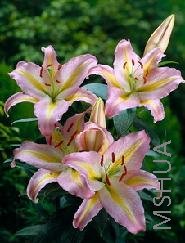 Lilium (Oriental Type) 'Tom Pouce'.jpg