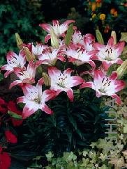 Lilium (Asiatic Type) 'Lollypop'.jpg