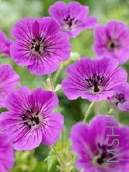 Geranium 'Pink Penny'.jpg